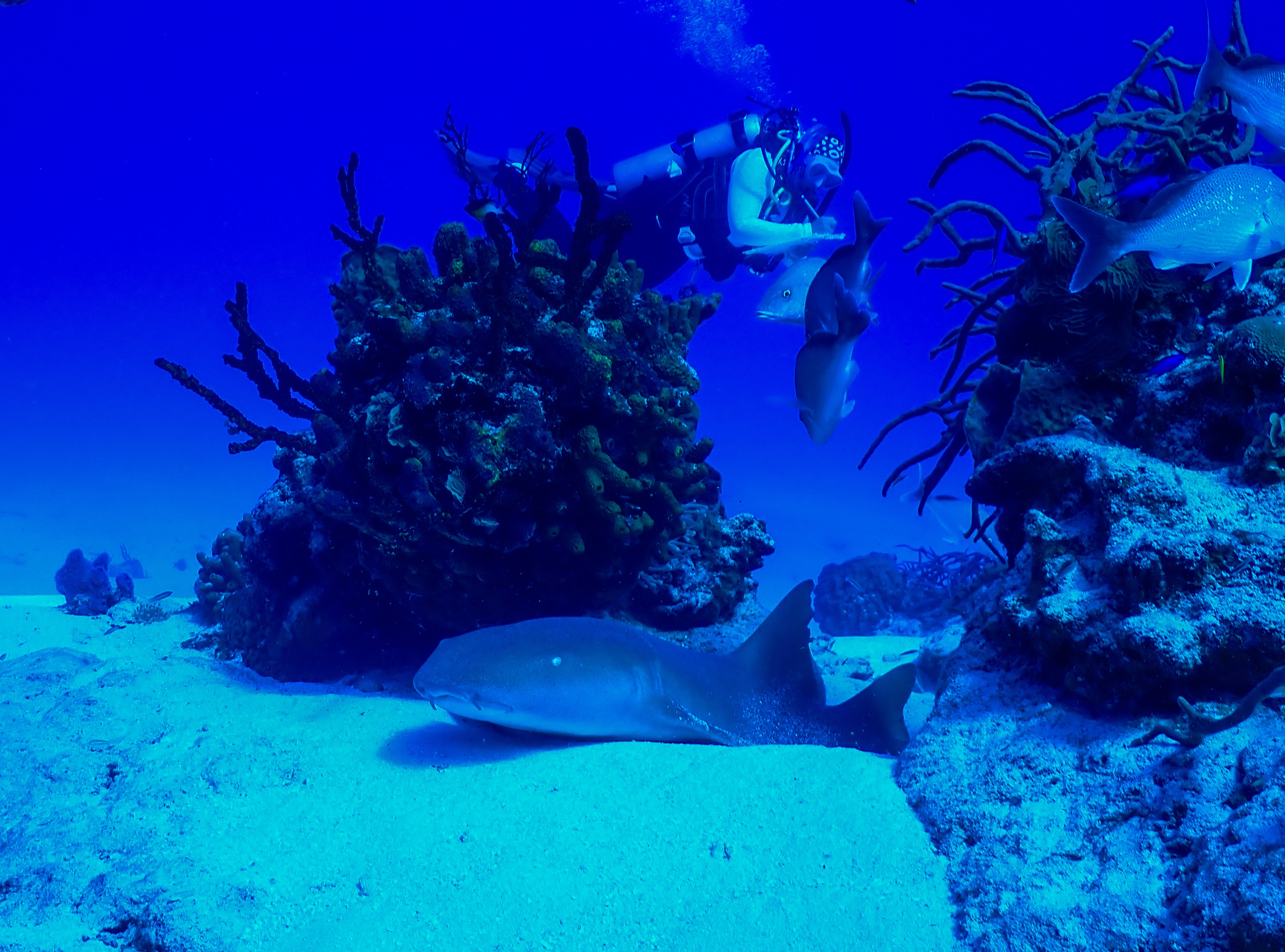 Underwater scene with coral, fish, and a diver in the background, with sandy ocean floor and blue water.