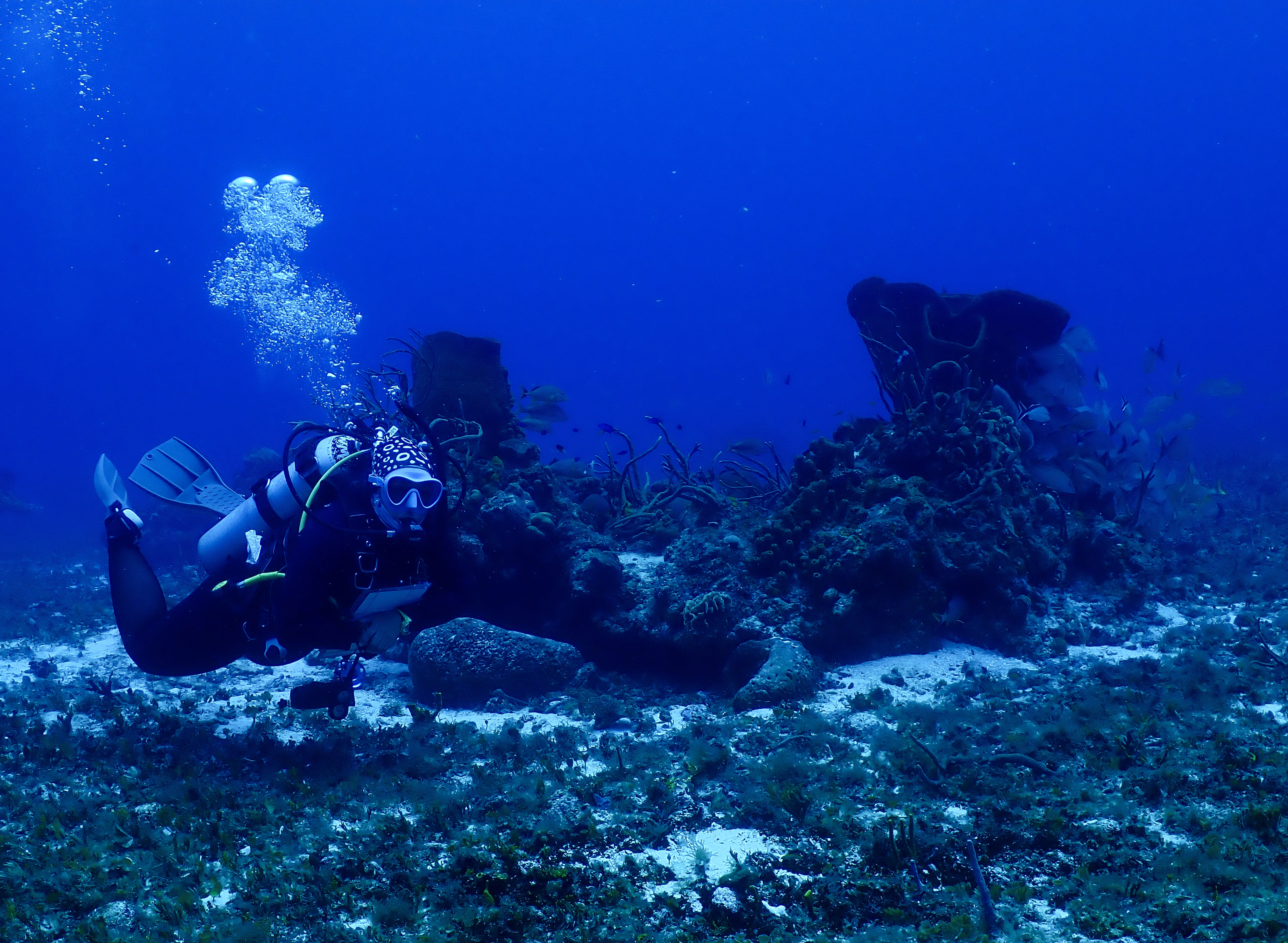 Person scuba diving underwater near coral and rocks, wearing a wetsuit and mask, with bubbles rising.