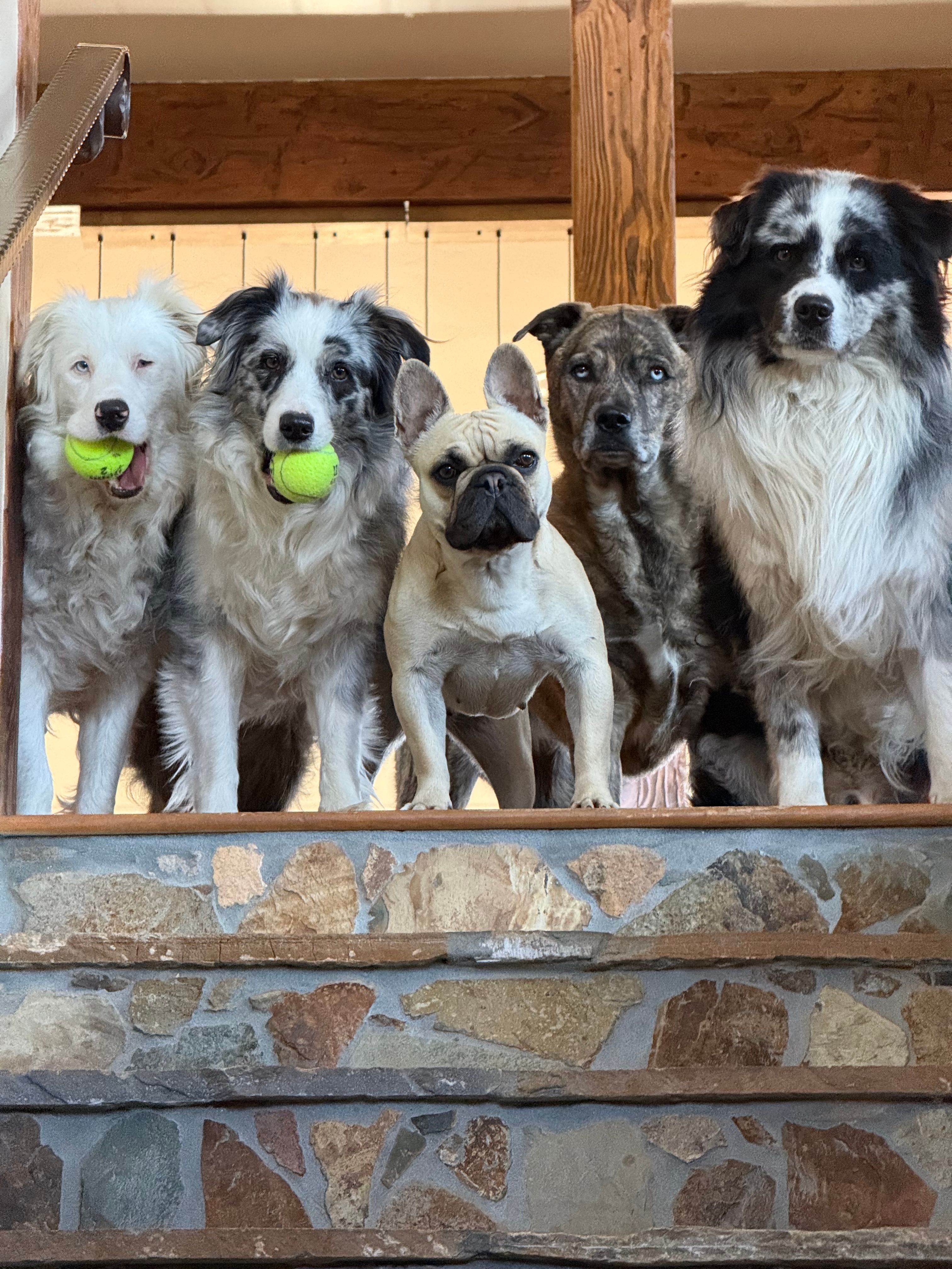 Six dogs sitting on a stone floor, some holding tennis balls, in a wooden-fenced area.