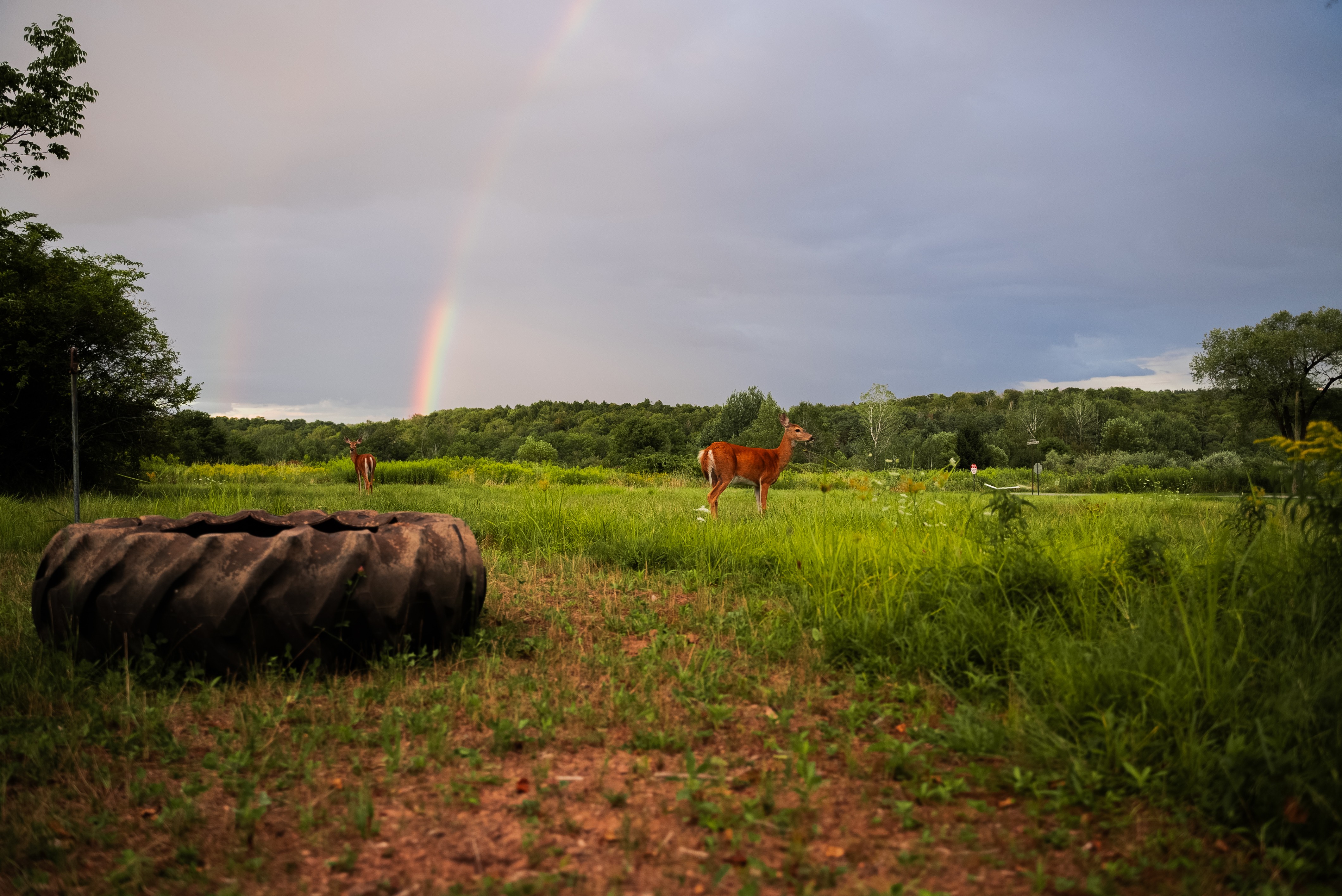 Open field with horses, a rainbow in the sky, and a tire in the foreground.