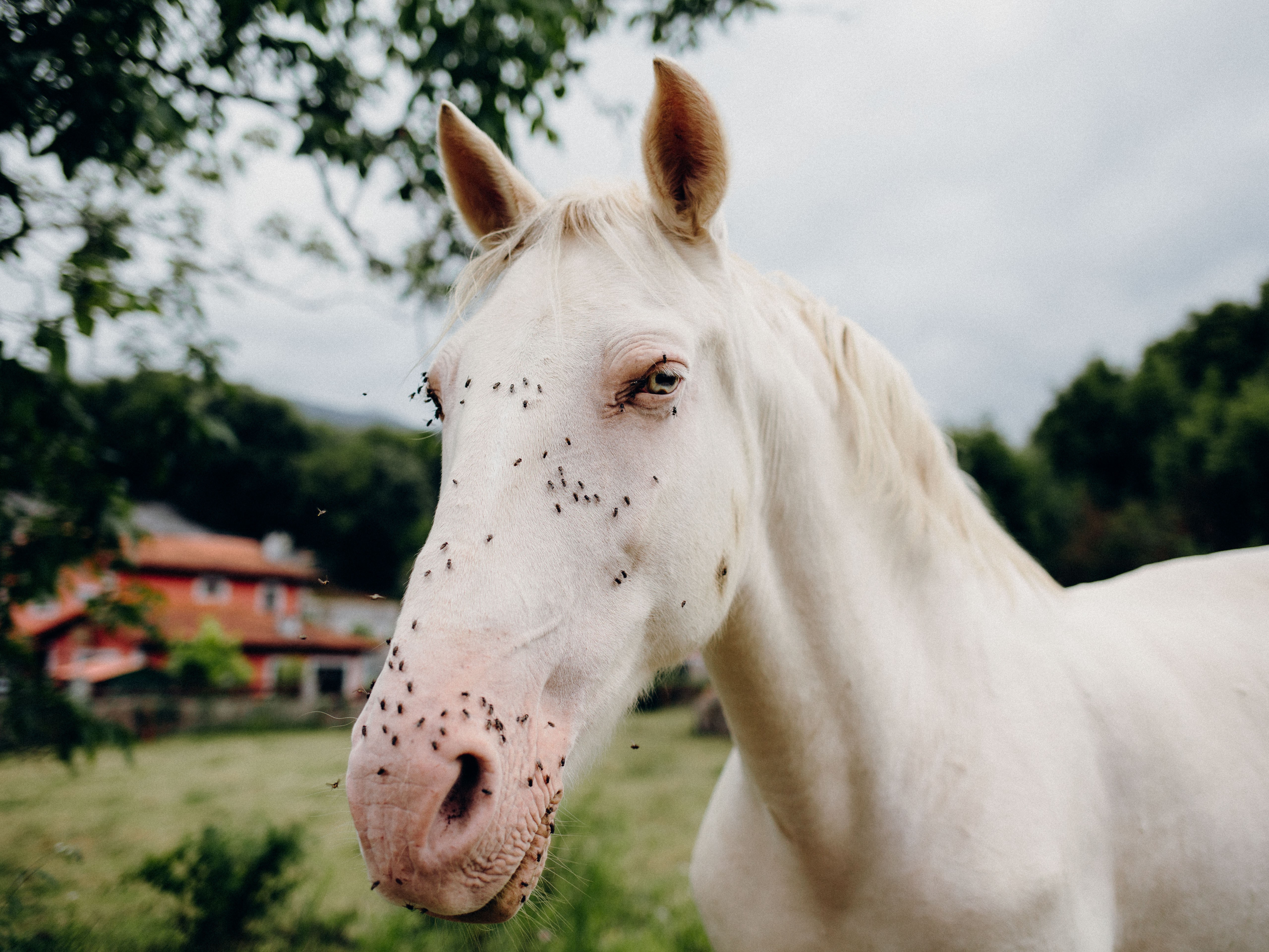 White horse with spots on face outdoors, trees and buildings in background, cloudy sky.