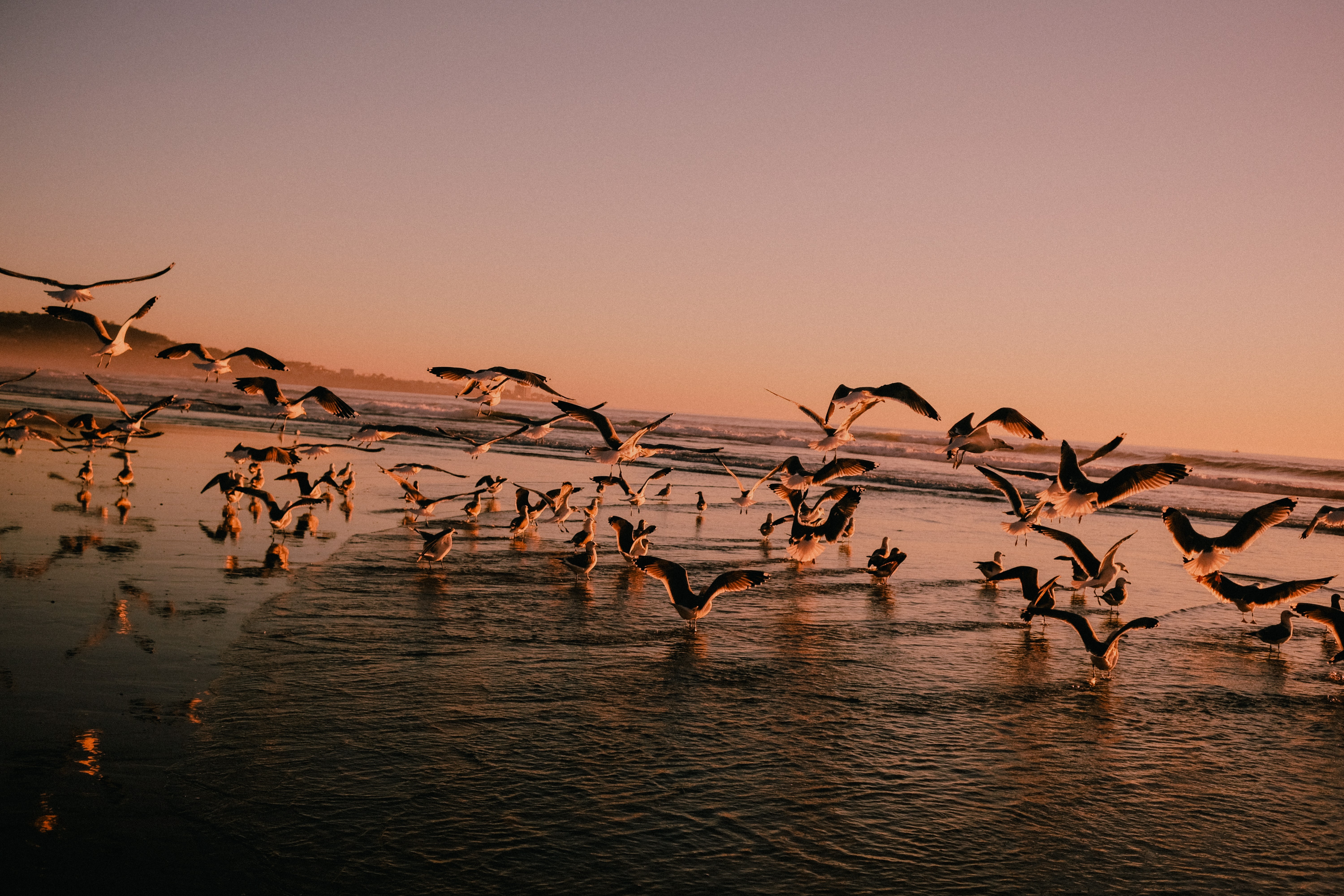 Seagulls flying over the ocean at sunset with reflections on the water, pink and purple sky, waves, and shoreline in background.