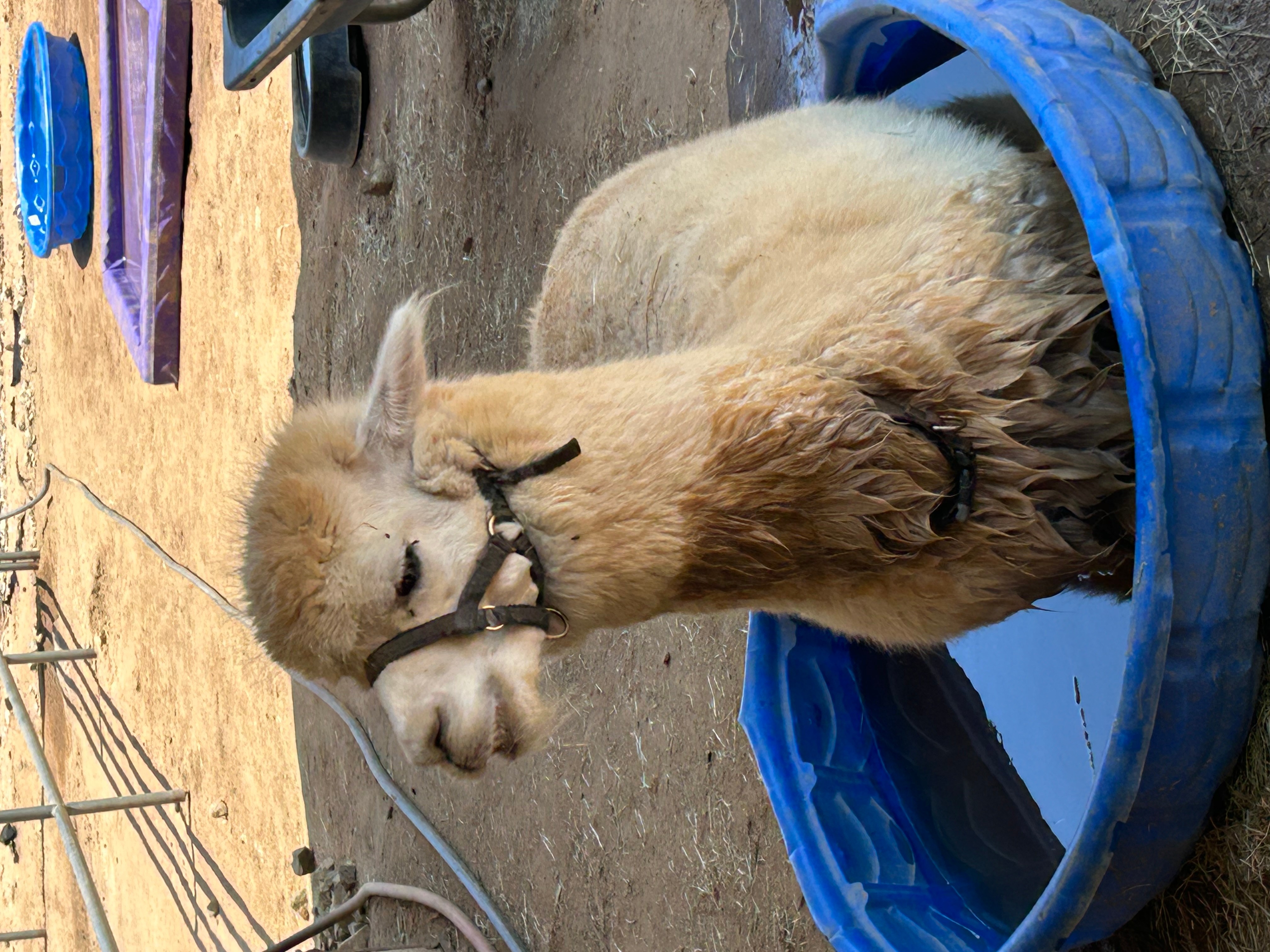 Llama sitting in a blue plastic tub outdoors, with a harness on its head and a black collar, on dirt ground.