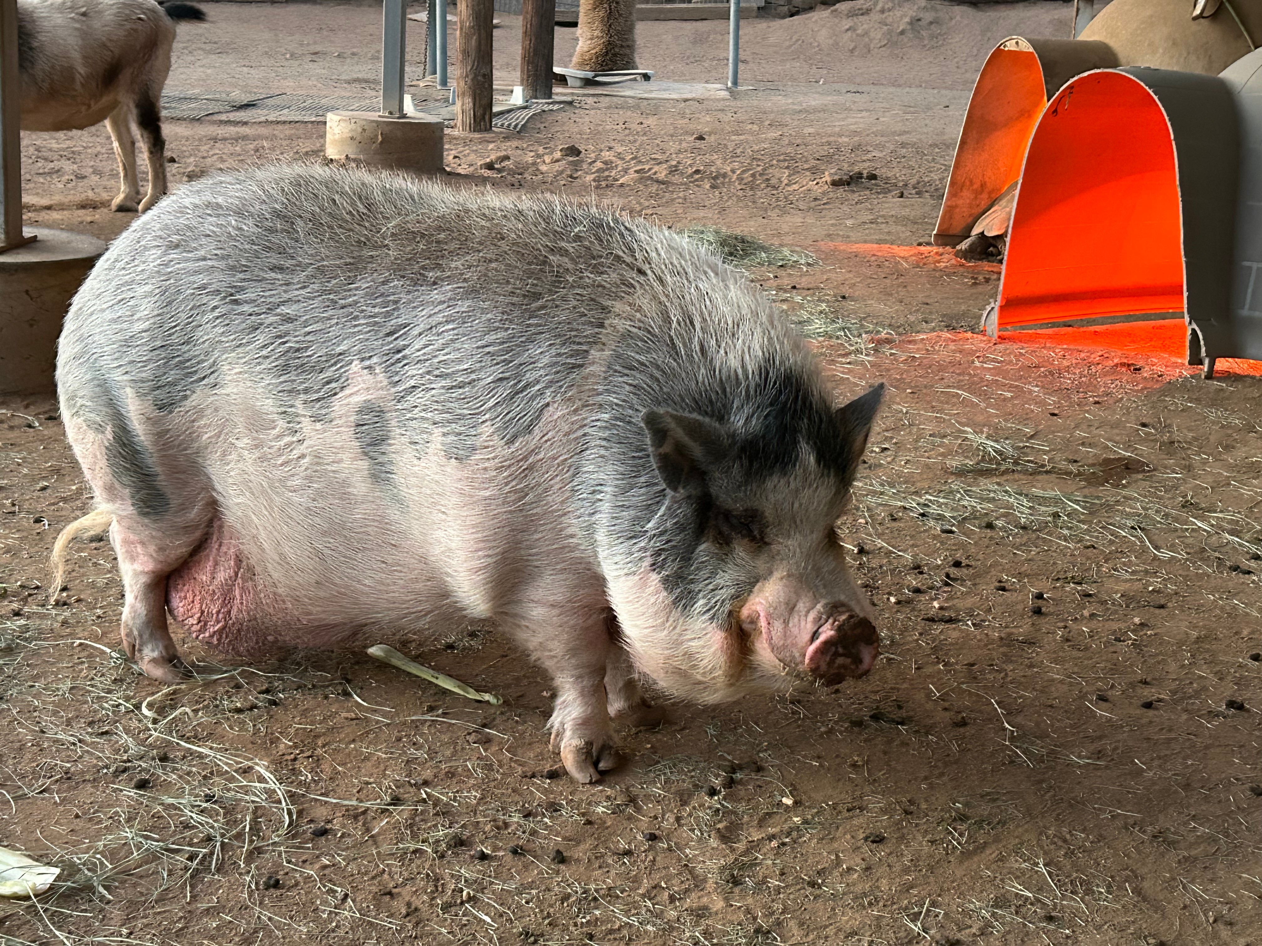 Young pig with black and white fur standing on dirt ground in a farmyard, with orange and black objects nearby.