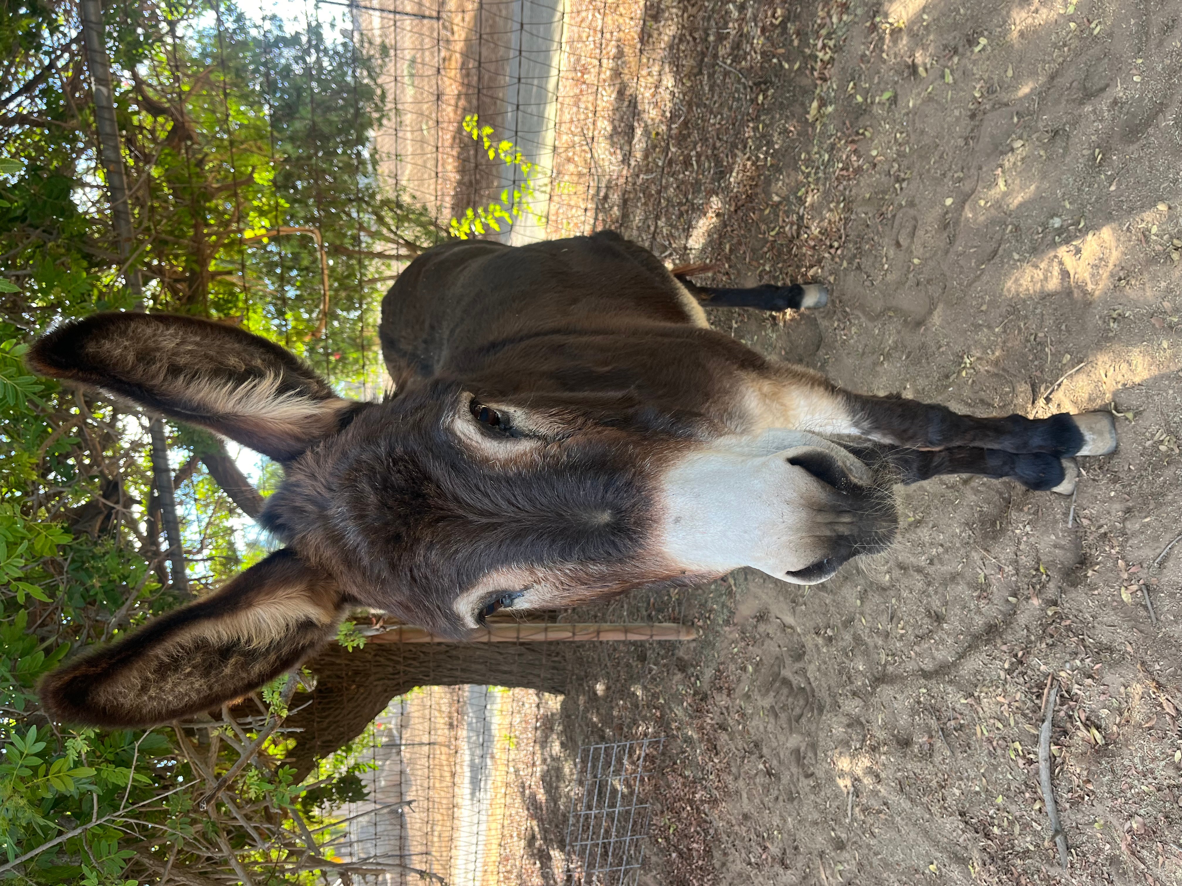 Young donkey standing on dirt ground outdoors with trees in background.