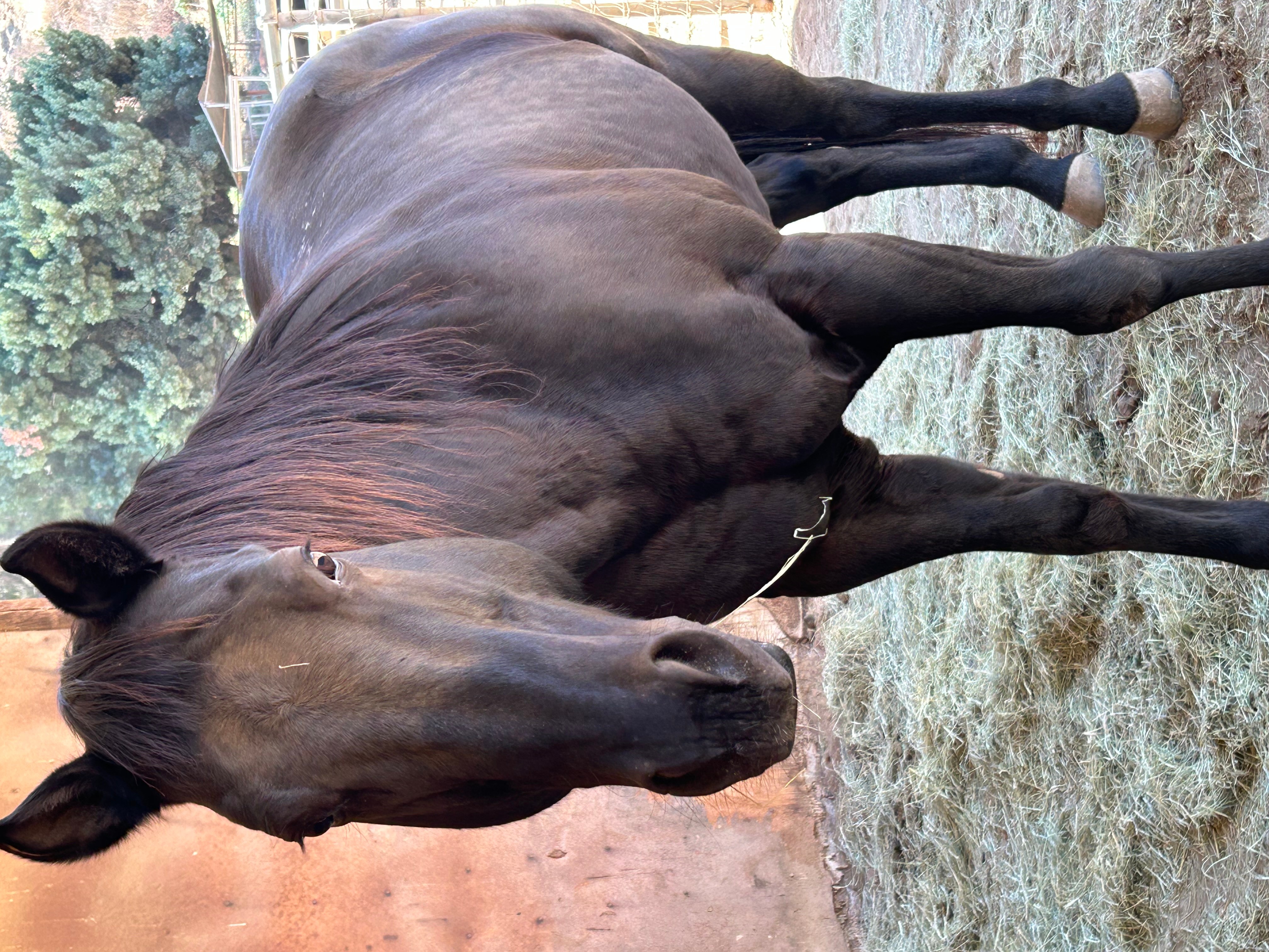 A dark brown horse standing on grass with trees in the background, facing left, with a person partially visible on the left.