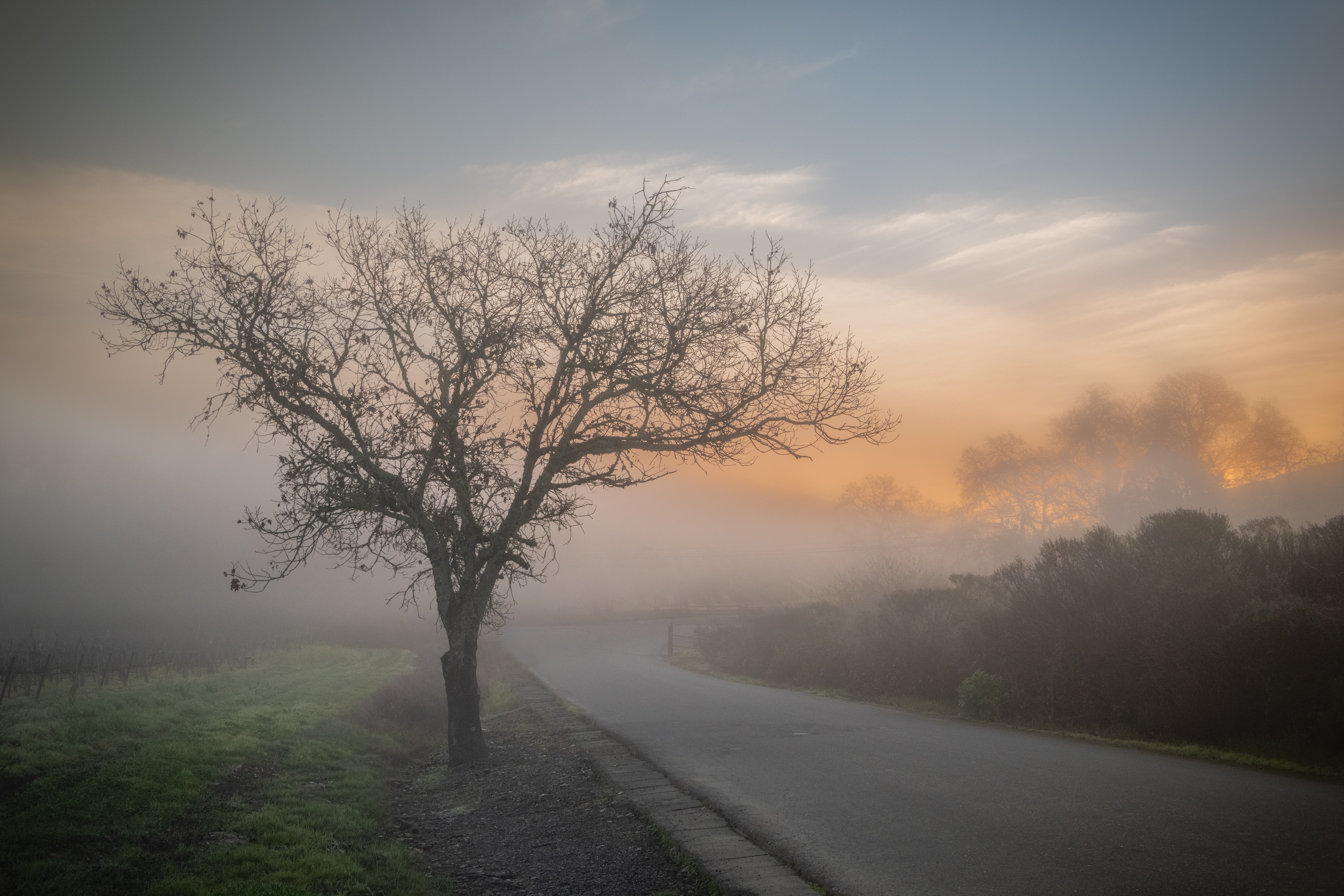 A leafless tree beside a winding road during foggy weather at sunrise or sunset.