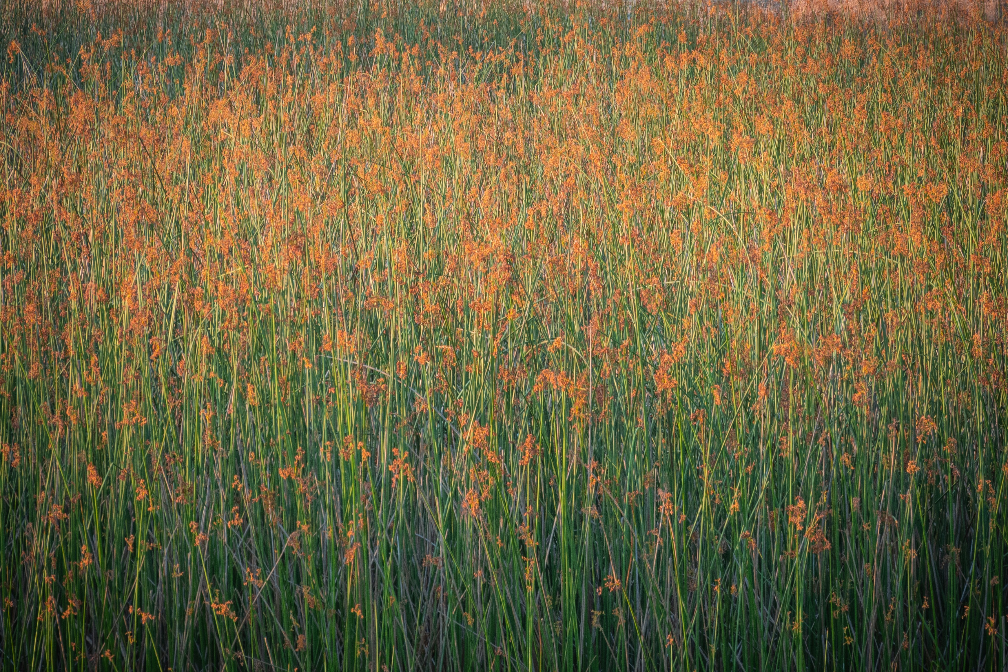 Field of tall grass with orange flowers, green foliage, and a blurred background.