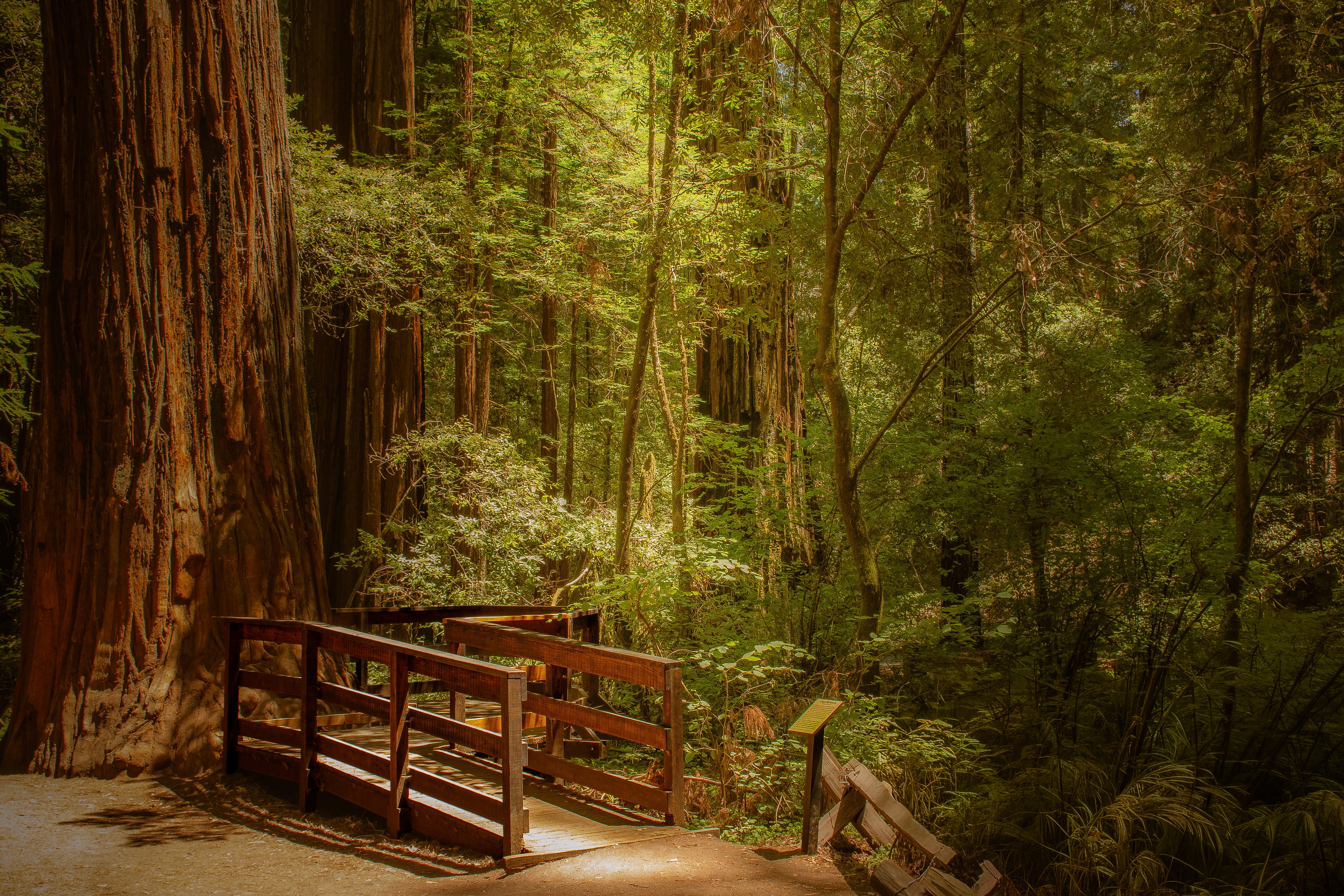 A wooden bridge in a forest with tall trees and green foliage, sunlight filtering through the leaves.