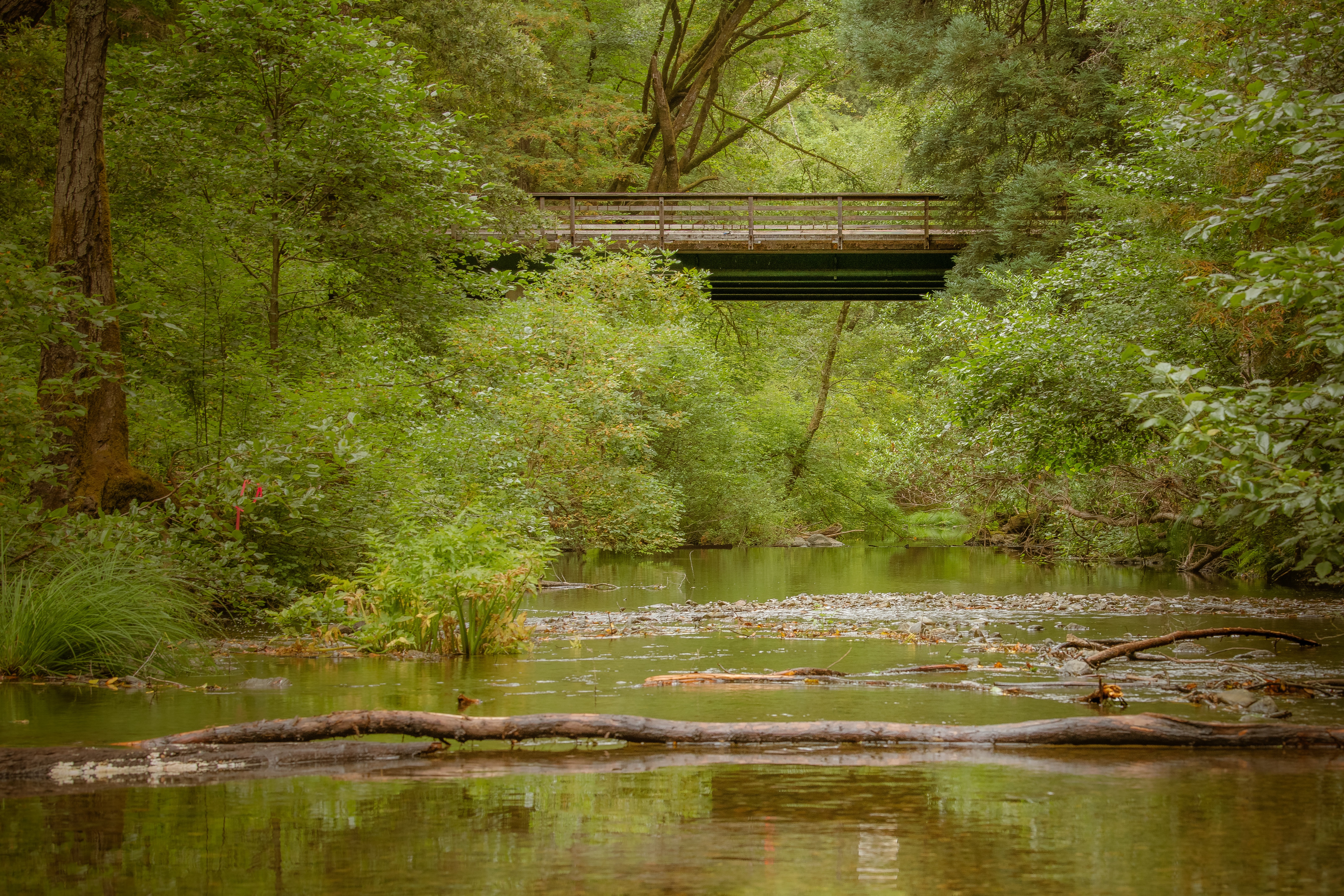 Bridge over a small river in a lush green forest, with fallen logs in the water.