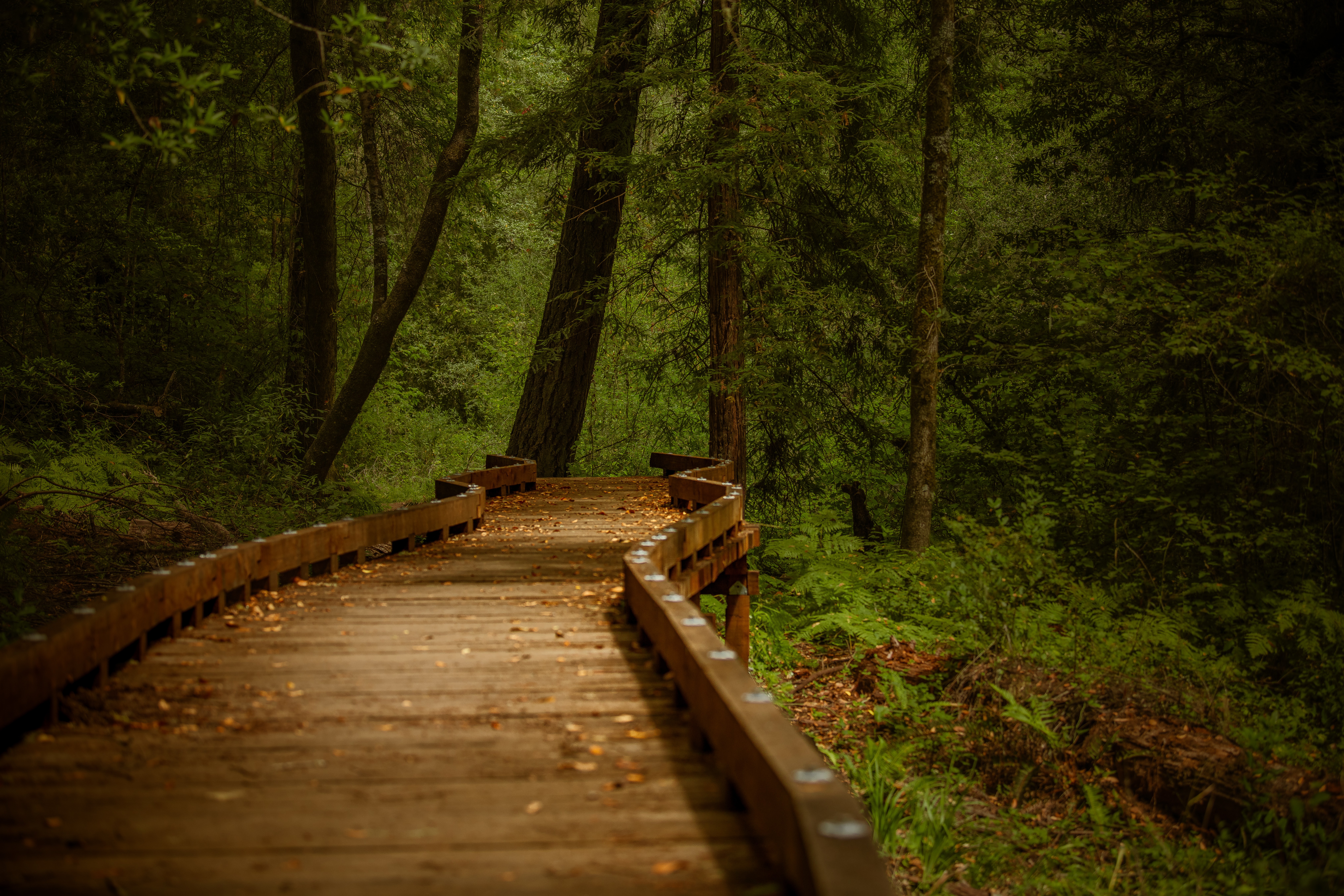 Wooden pathway winding through a green forest with tall trees and dense foliage