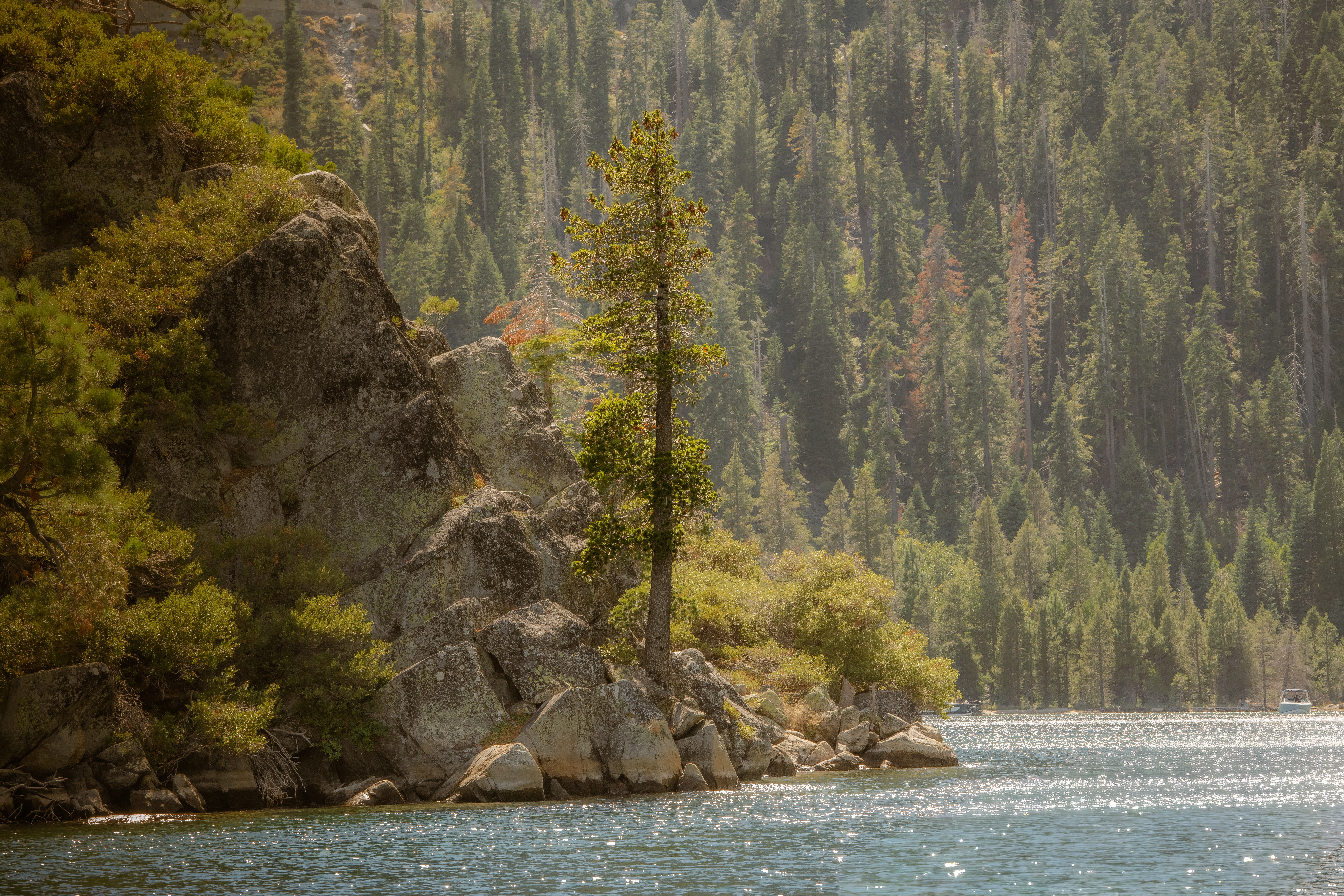 A tall tree on a rocky shoreline with a forested background and a body of water in the foreground.