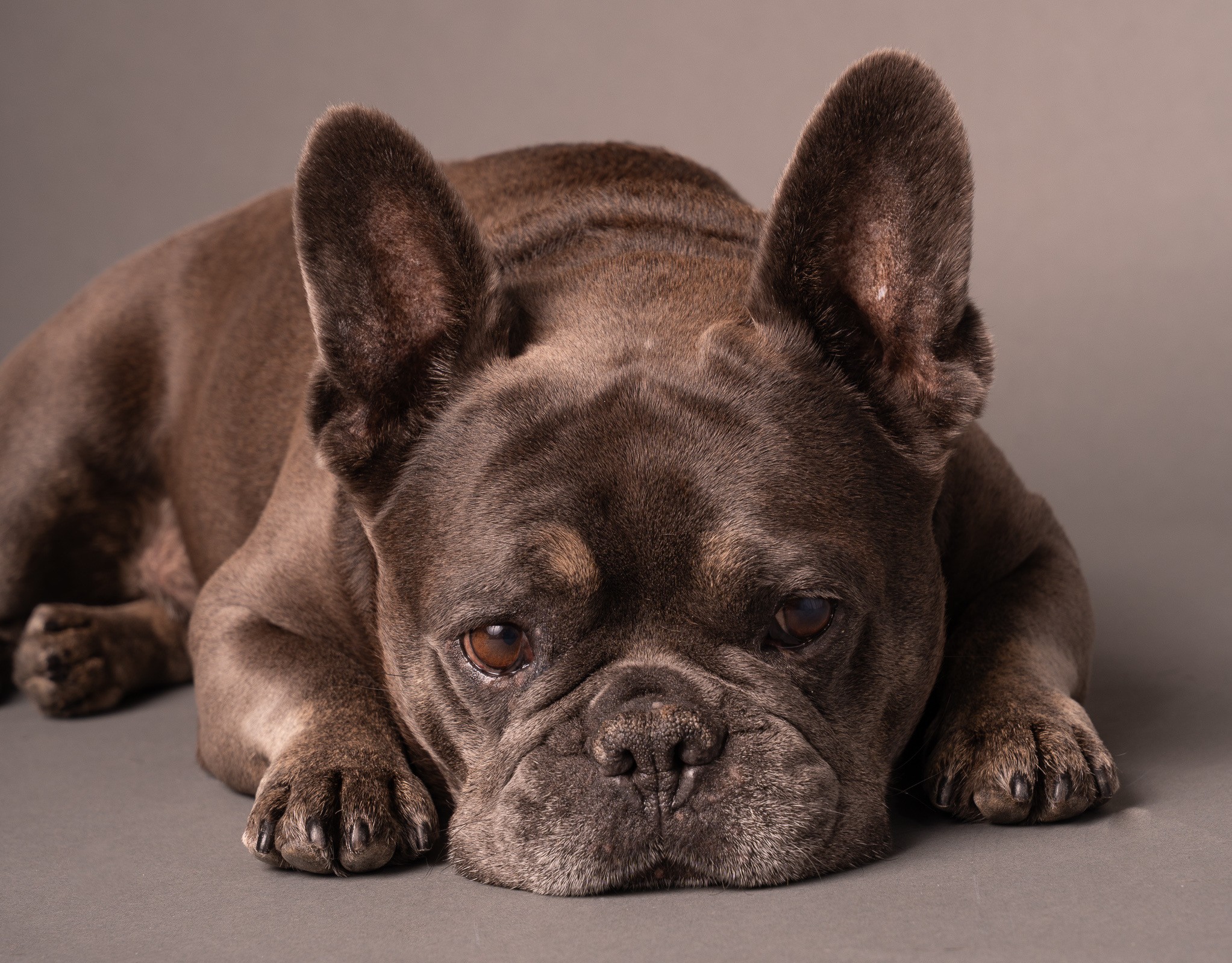 French Bulldog lying down with one eye closed, resting on a dark surface.