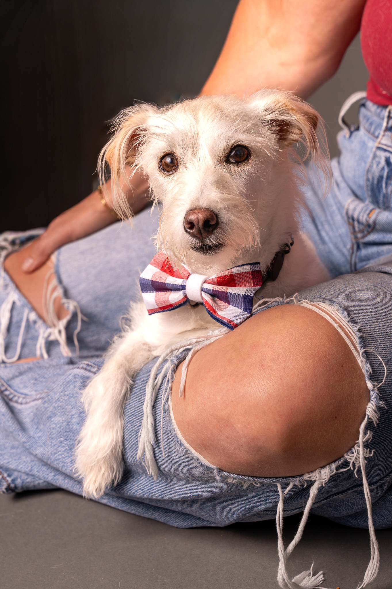 Person holding a small dog with a red, white, and blue striped bow tie, sitting on their lap, wearing ripped jeans.