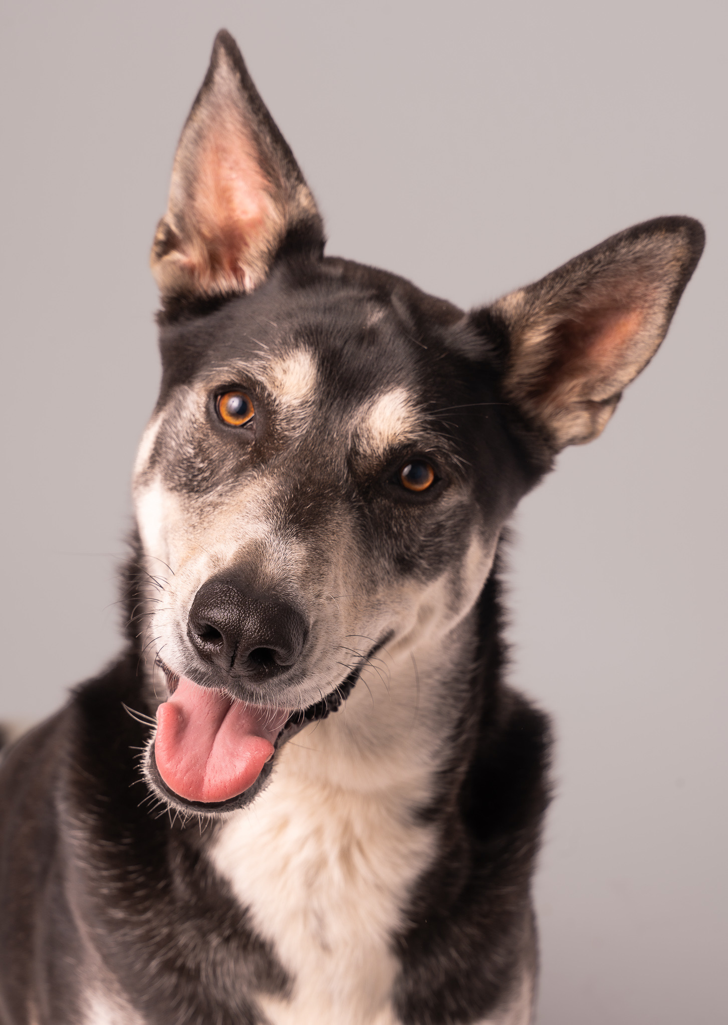 Dog with black, white, and gray fur, one ear upright, tongue out, looking at camera, gray background.