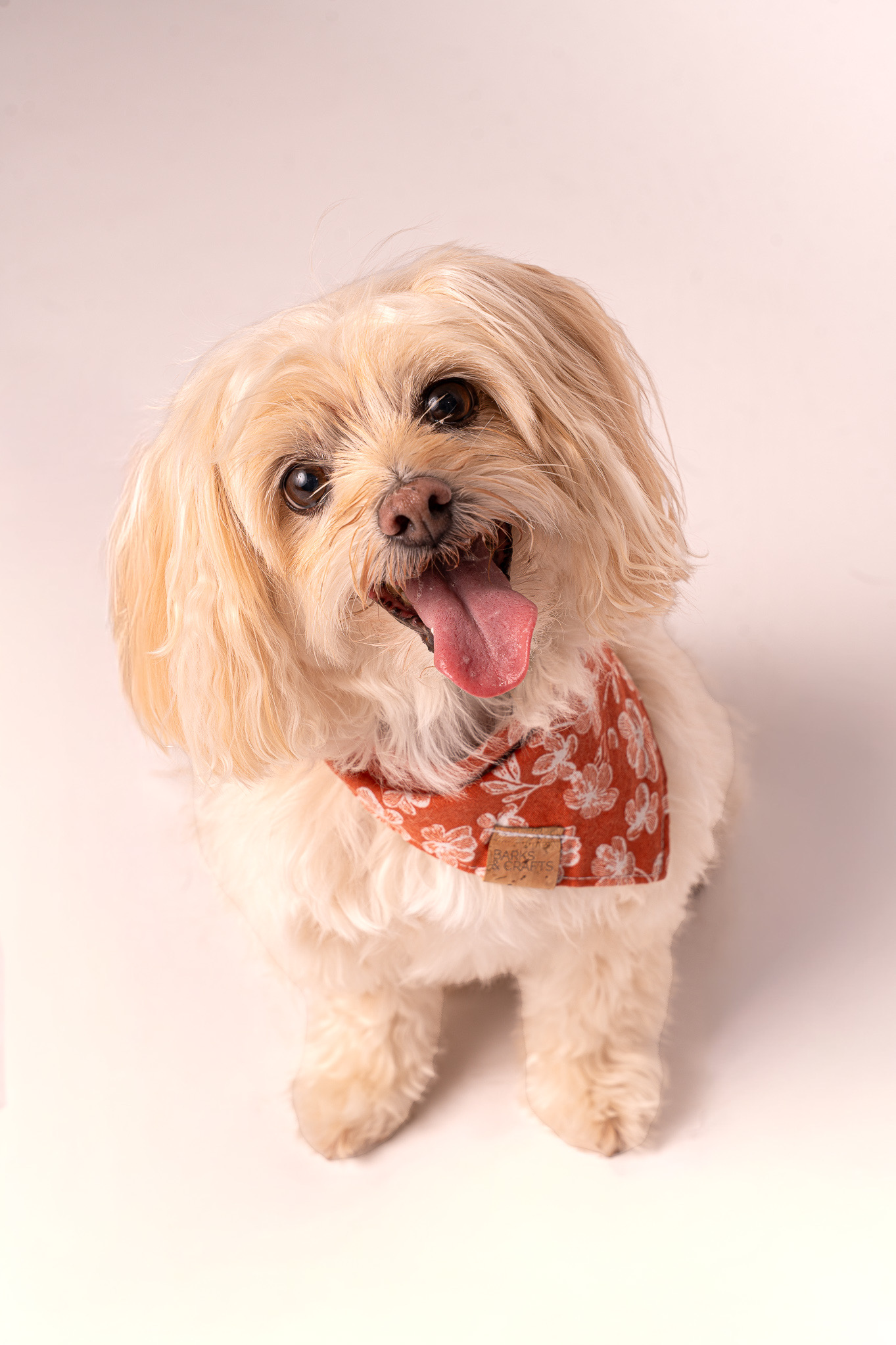 Small fluffy dog with light-colored fur, wearing a red bandana with white patterns, looking up with tongue out.