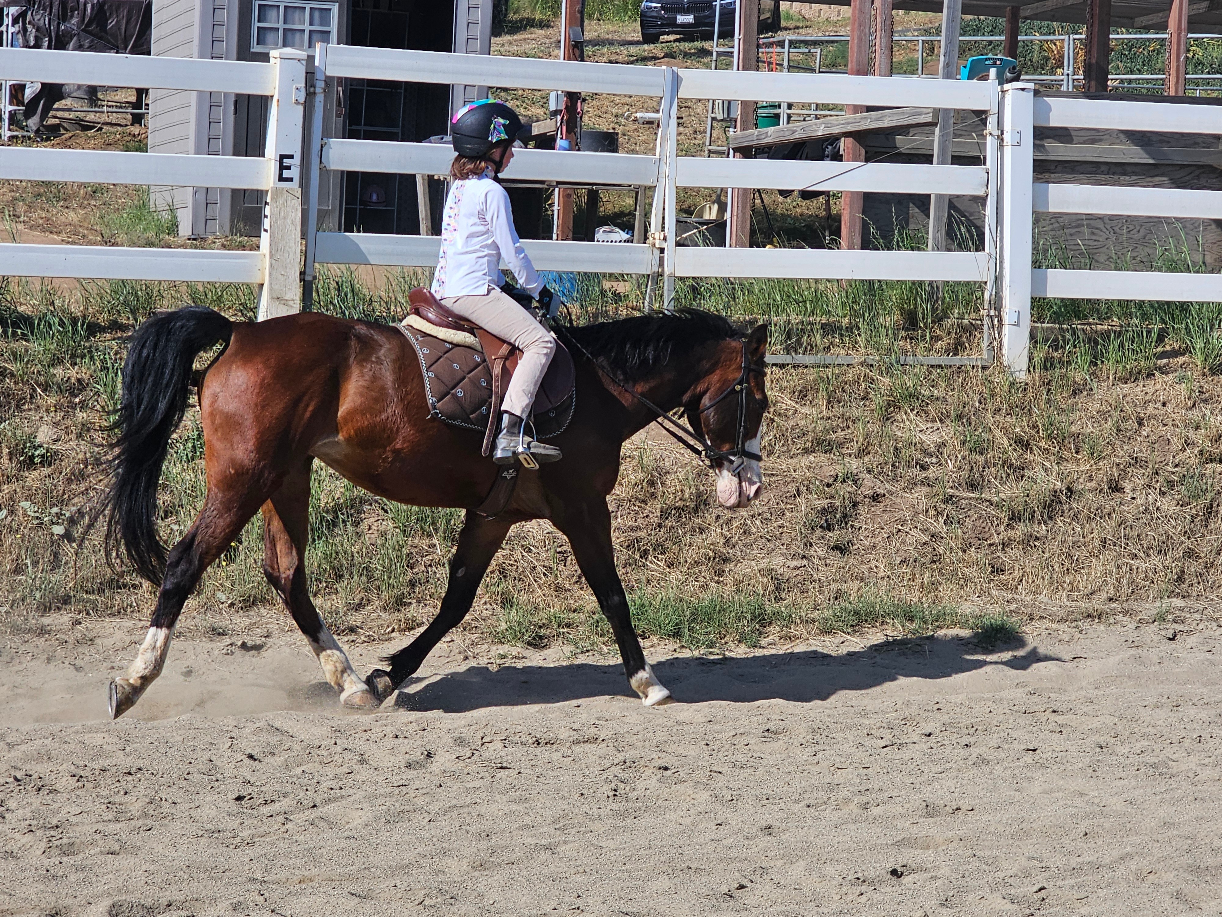 Person riding a brown horse with black mane and tail on a sandy track, fenced area in background.