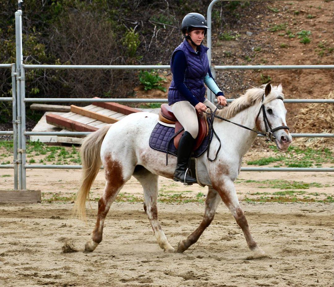 Person riding a white horse with a saddle and helmet, riding on a dirt arena with fencing and greenery in background.