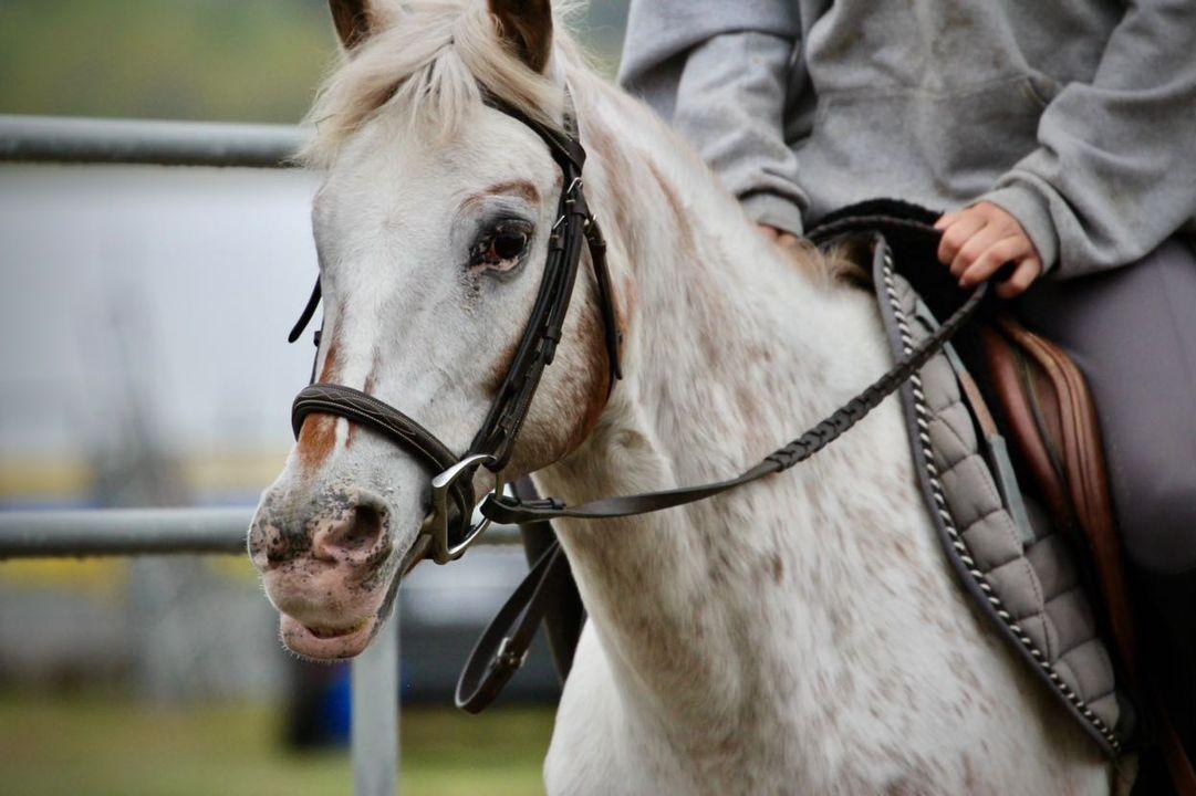 Close-up of a white horse with a bridle, being ridden by a person in a gray jacket, outdoors.