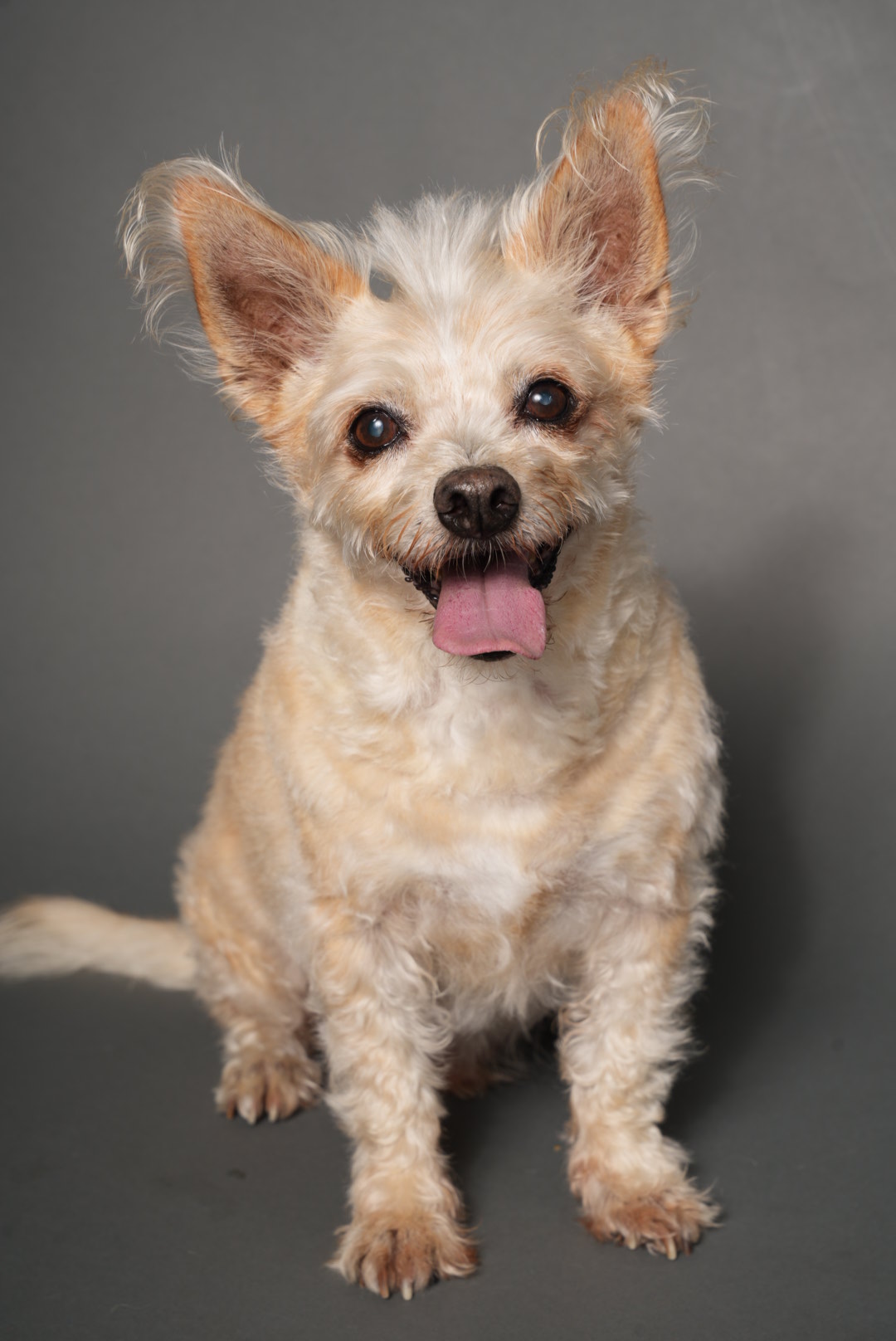 Small dog lying on its side with tongue out, ears perked up, and fur in light shades, on a dark surface.