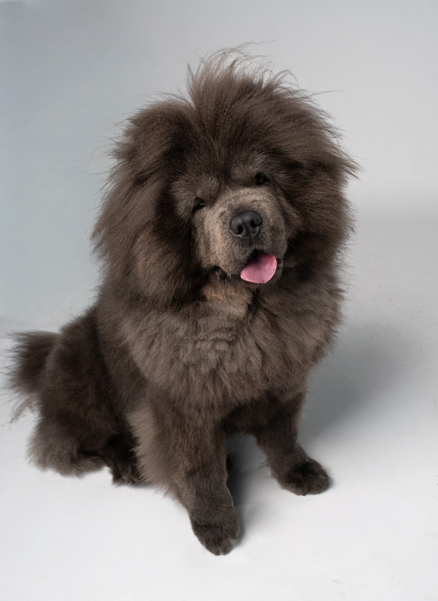 Fluffy brown dog with a thick coat sitting on a white surface, tongue slightly out, against a light gray background.