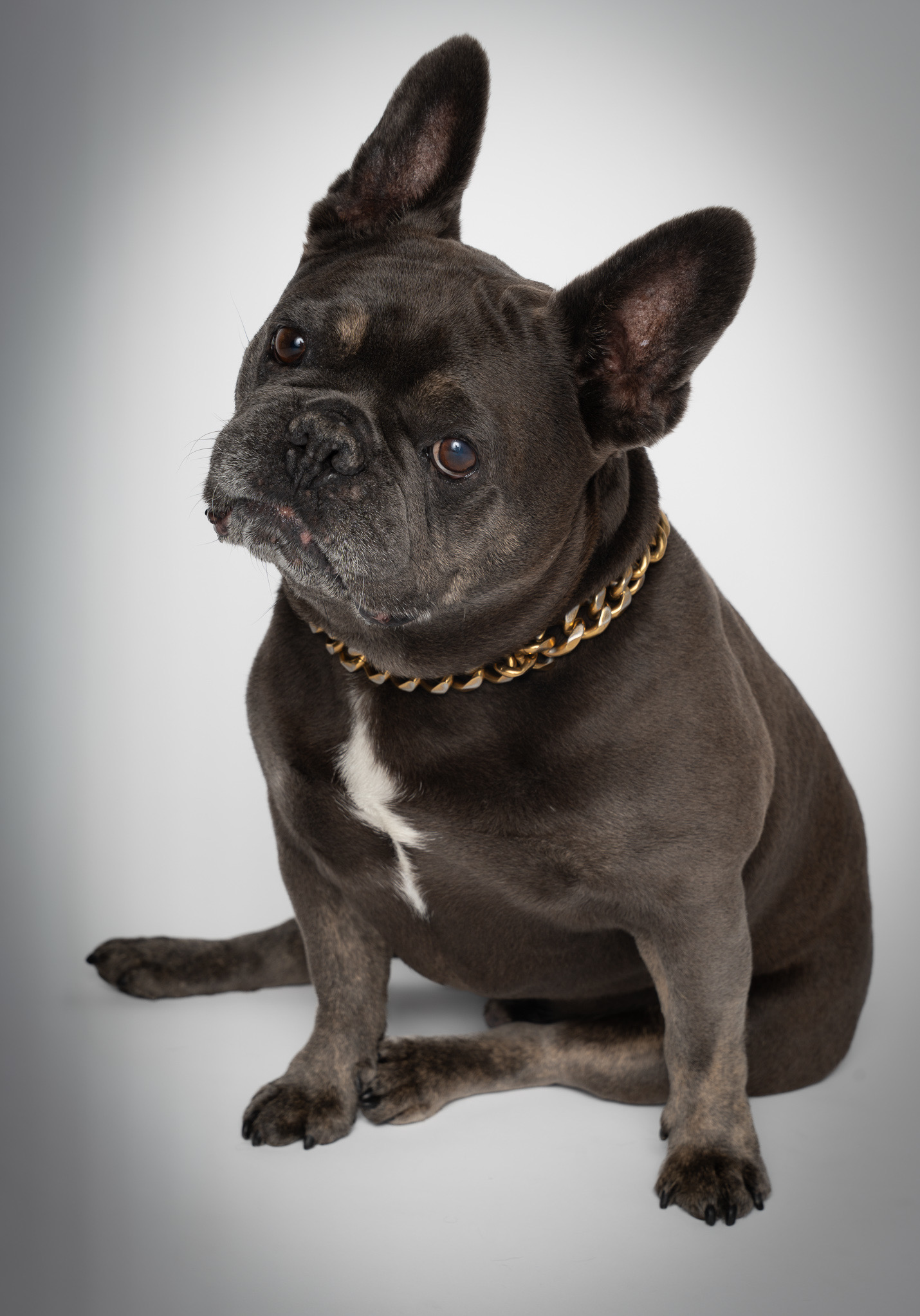 French Bulldog with a gold chain collar sitting against a plain background.