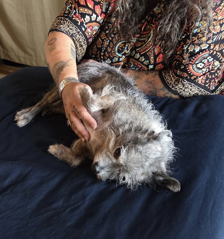 Person holding a small, gray, fluffy dog lying on a dark surface, with a patterned shirt and tattoos visible.